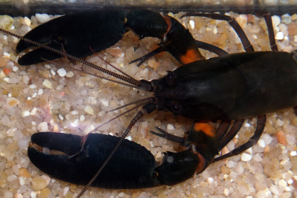 Cherax irianto black pearl  Cheraxiriantoblack4