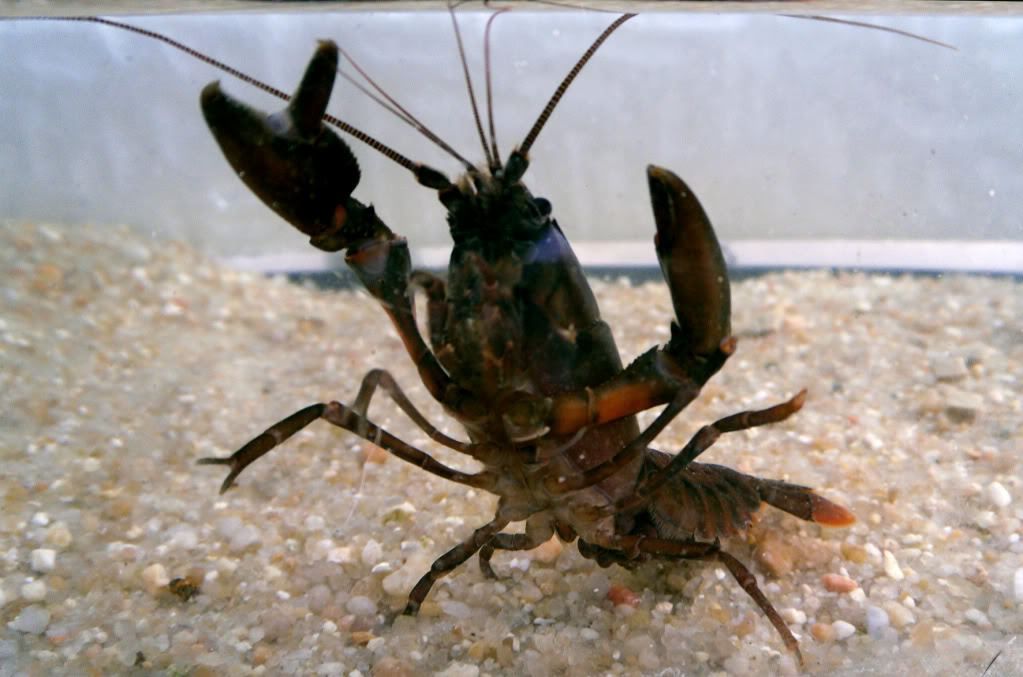 Cherax irianto black pearl  Cheraxiriantoblack7