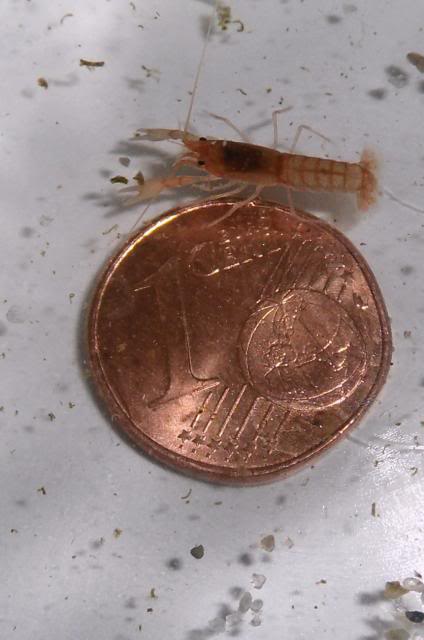  Reproduction Cherax - Comparaison de croissance  Cheraxholthuisi22jours