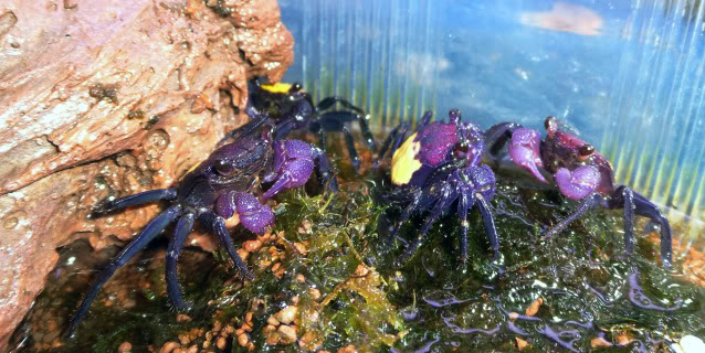 Les crabes chez Malanyika Geosesarmaspcrabevampirejaune1