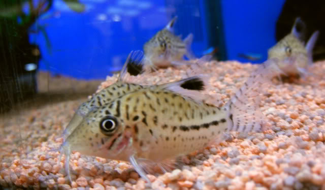 Stock liste des poissons d'eau douce de Jardiland Lattes (sur place)  Corydorasleopardus