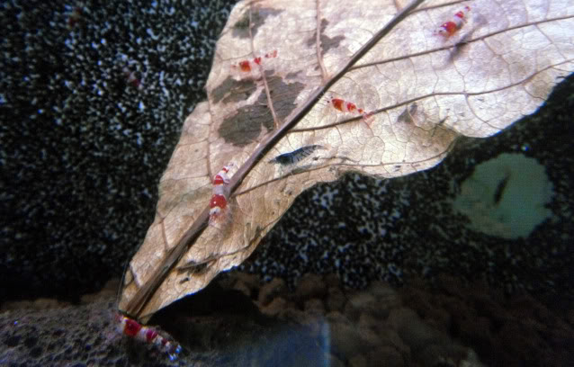 Arrivage des invertebres d'eau douce - Malanyika Crevettesmalanyika