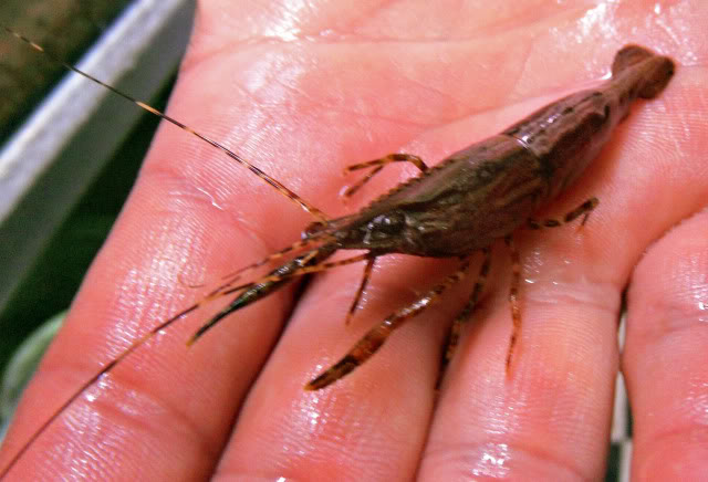 Arrivage des invertebres d'eau douce - Malanyika Macrobrachiummalanyika