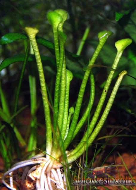 plantes trompettes de sulawesi 06