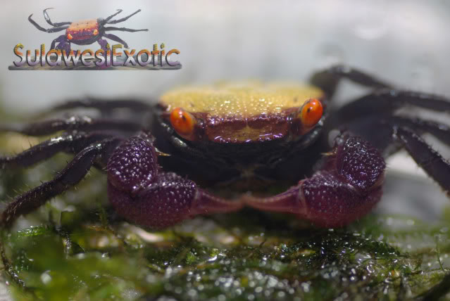Geosesarma sp.9 "crabe vampire" DSC_0007-2