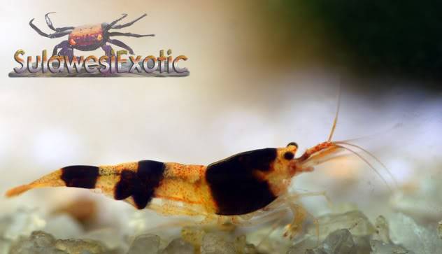 Caridina Sulawensis sp. (Mambo Bee) ou Indo bee Indobee3