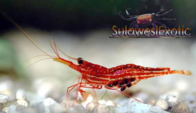 caridina sp blue dot red line Pregnant