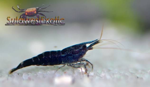 Caridina sp. "Six Bended Blue Bee" Sixbanded