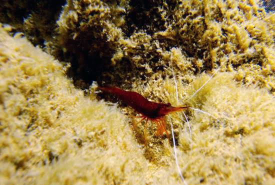 shrimp sulawesi Sulawesi-towuti-02