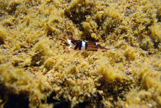 shrimp sulawesi Sulawesi-towuti-04