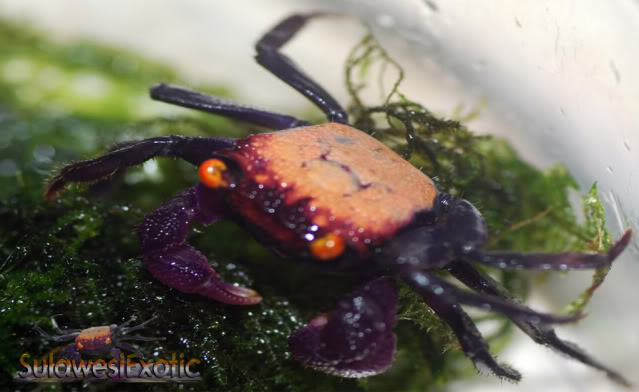 Geosesarma sp.9 "crabe vampire" Vampirecrab16