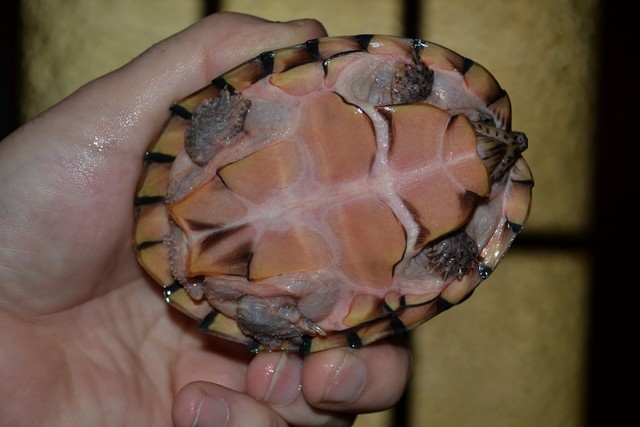 Sternotherus carinatus - Razor-backed musk turtle Alice%20plastron