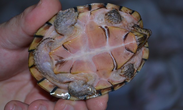 Sternotherus carinatus - Razor-backed musk turtle Edward%20plastron%201