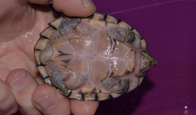Sternotherus carinatus - Razor-backed musk turtle Sternotheruscarinatus-loulou