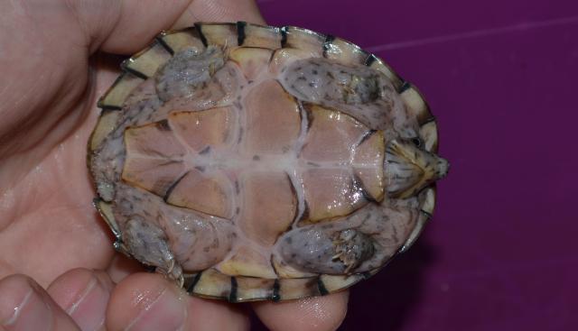 Sternotherus carinatus - Razor-backed musk turtle Sternotheruscarinatus-riri