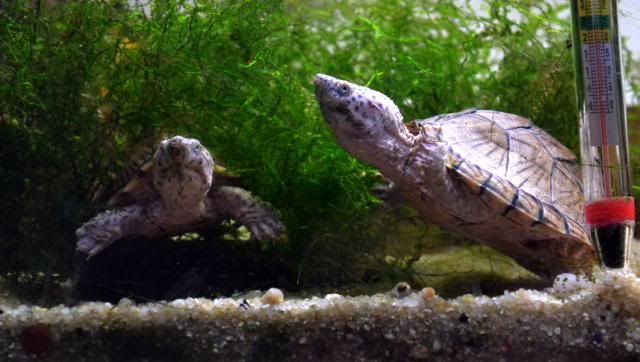 Sternotherus carinatus - Razor-backed musk turtle Sternotheruscarinatus2