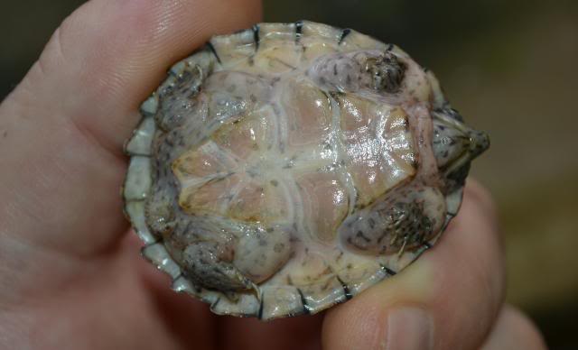 Sternotherus carinatus - Razor-backed musk turtle Loulouplastron