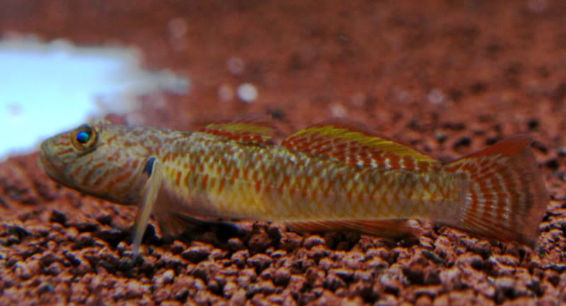 les-gobies-chez-baobab-Balaruc Rhinogobiusspyellow2