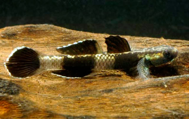 Stiphodon - gobie d'eau douce et saumâtre Stiphodonatratus