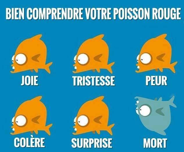 Mon père pense respecter ses poissons Comportementpoisson