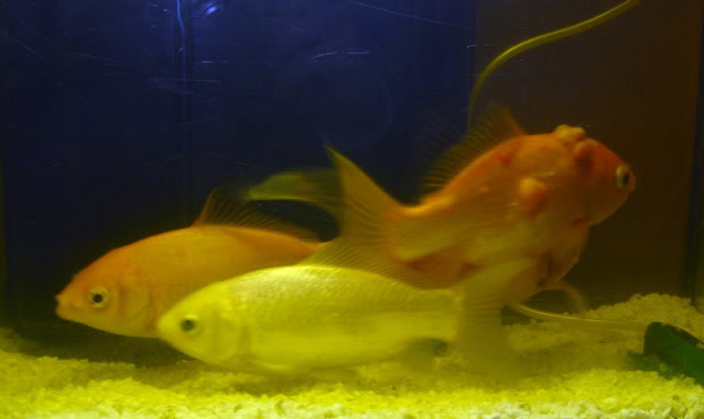 Recherche des Informations sur la croissance des goldfishes Nanificationpoissonrouge