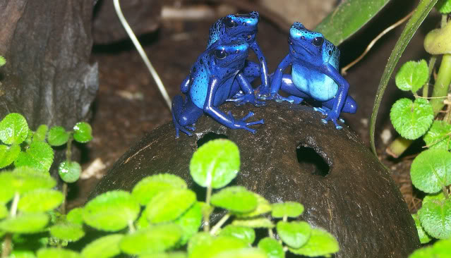 Dendrobates tinctorius var. azureus Zoolunaret64