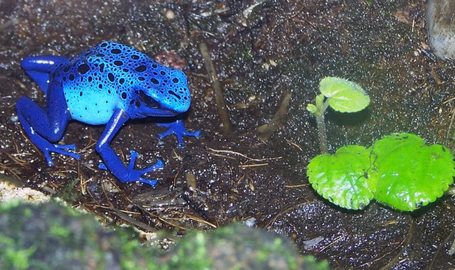 Dendrobates tinctorius var. azureus Zoolunaret69