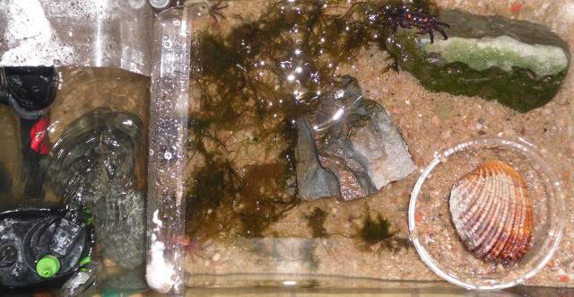 Aquaterrarium 20 litres temporaire pour crabes vampire ... 20litresvampire1