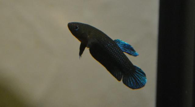 Betta persephone  Bettapersephone2