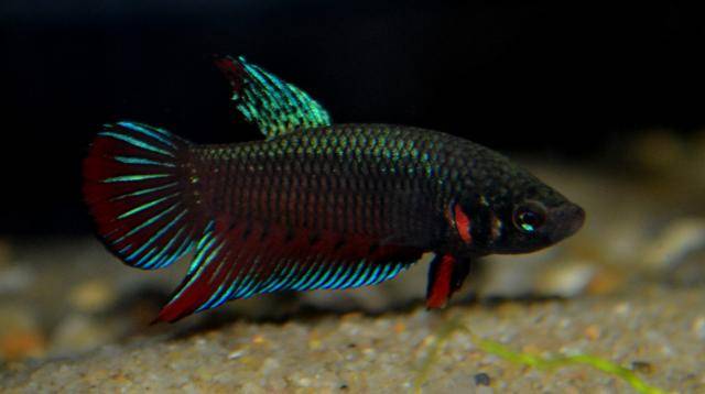 Betta splendens wild  Bettasplendens