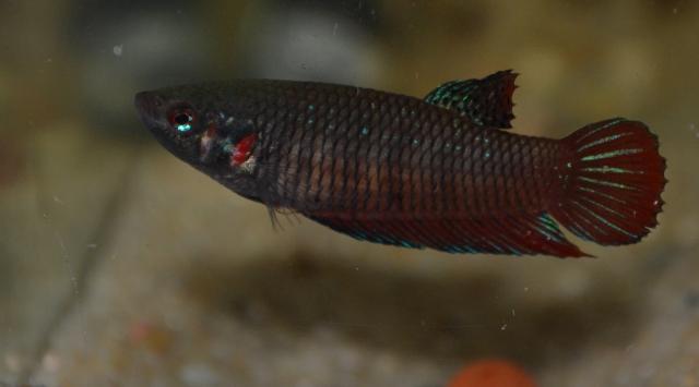 Betta splendens sauvage  Bettasplendens3