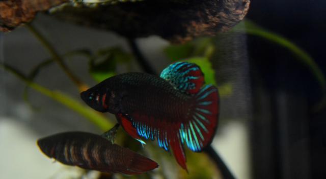 Betta splendens wild  Bettasplendensbreeding