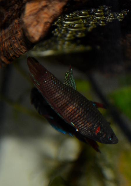 Betta splendens wild  Bettasplendensbreeding4