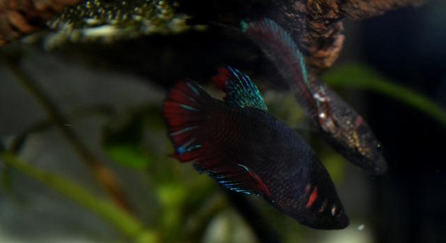 Betta splendens wild  Bettasplendensbreeding5