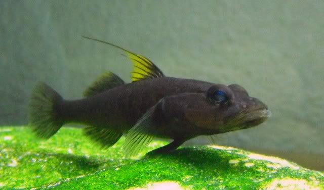 96 litres - Gobies des lacs de Sulawesi Glossogobiusflavipinnis9