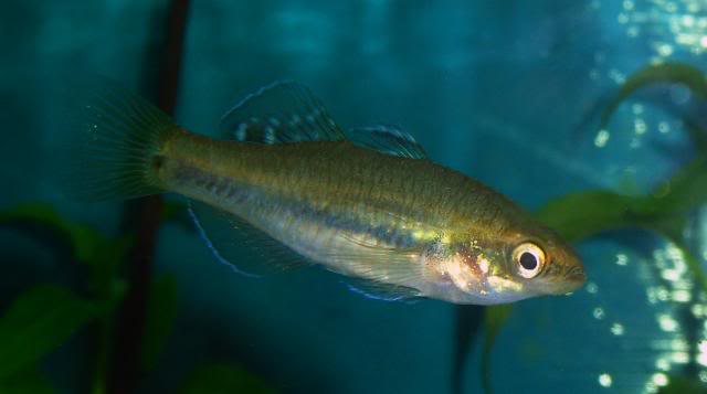 Identification d'un couple de Hypseleotris leuciscus? Hypseleotrisleuciscus5