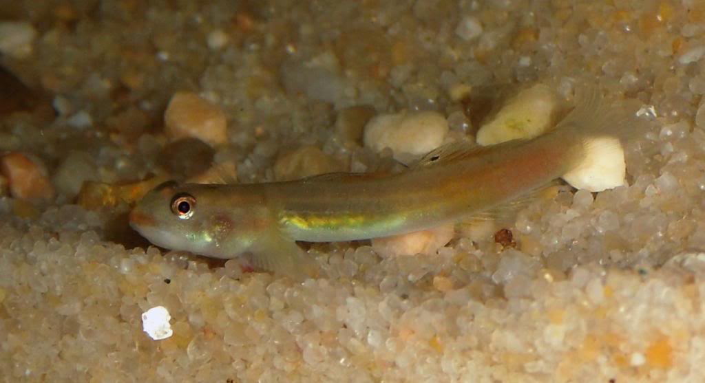 les gobies et les éléotridés présent à jardiland Istres Lentipessp