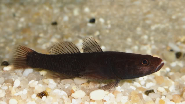 Mugilogobius sp  Mugilogobiusamadi1