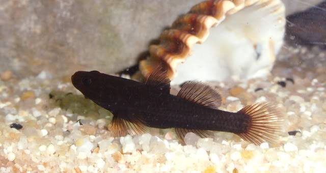 Mugilogobius sp  Mugilogobiusamadicf