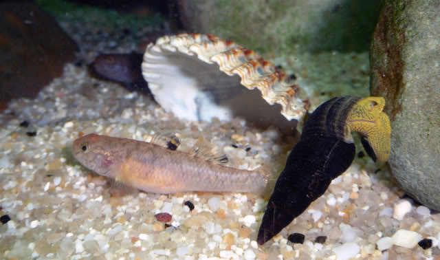 96 litres - Gobies des lacs de Sulawesi Mugilogobiuslatifrons