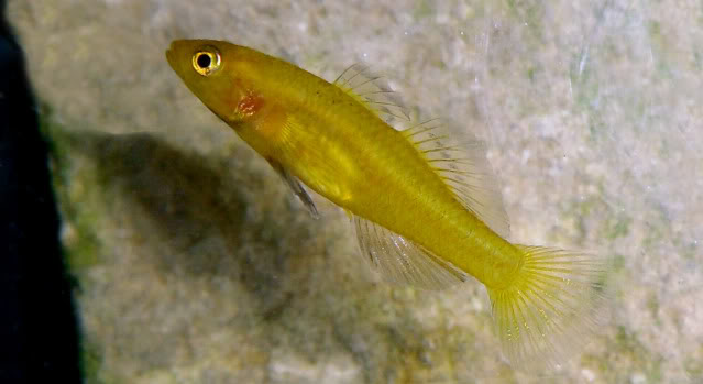 Mugilogobius rexi  Mugilogobiusrexi0