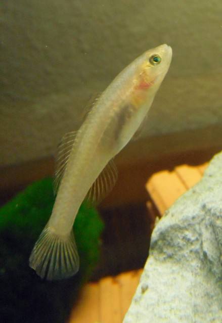 Mugilogobius rexi  Mugilogobiusrexi10-1