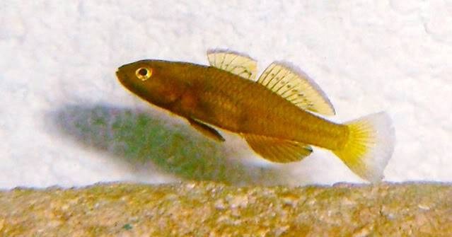 Reproduction Mugilogobius rexi Mugilogobiusrexi10