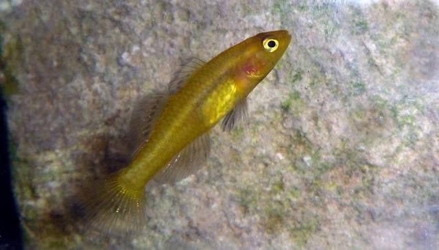 les-gobies-chez-baobab-Balaruc Mugilogobiusrexi16