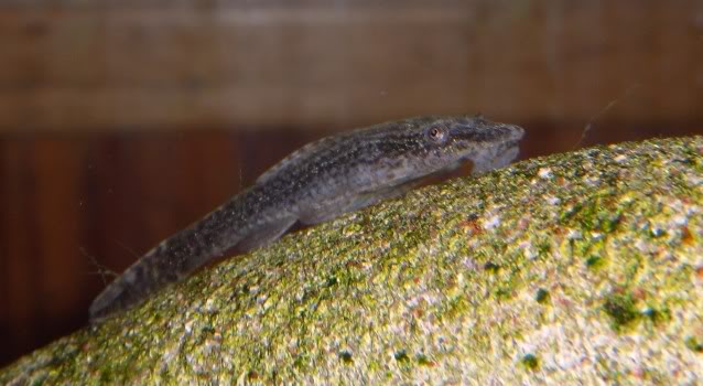 Otocinclus sp negro - Otothyropsis piribebuy   [LORICARIIDES] Otocinclusspnegro