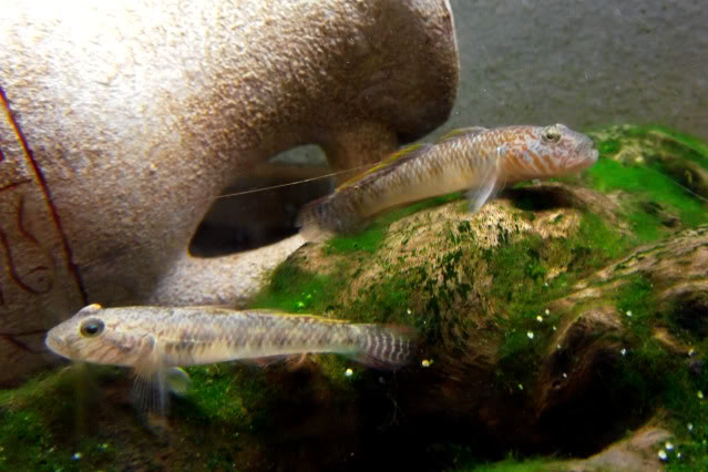 le monde des gobies d'eau douce Rhinogobiusgiurinustank