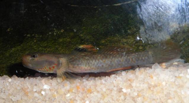 What species of Rhinogobius ? Rhinogobiusid2