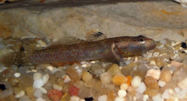 What species of Rhinogobius? Rhinogobiusid5