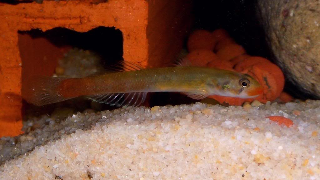 les gobies et les éléotridés présent à jardiland Istres Sicyopusexallisquamulus9