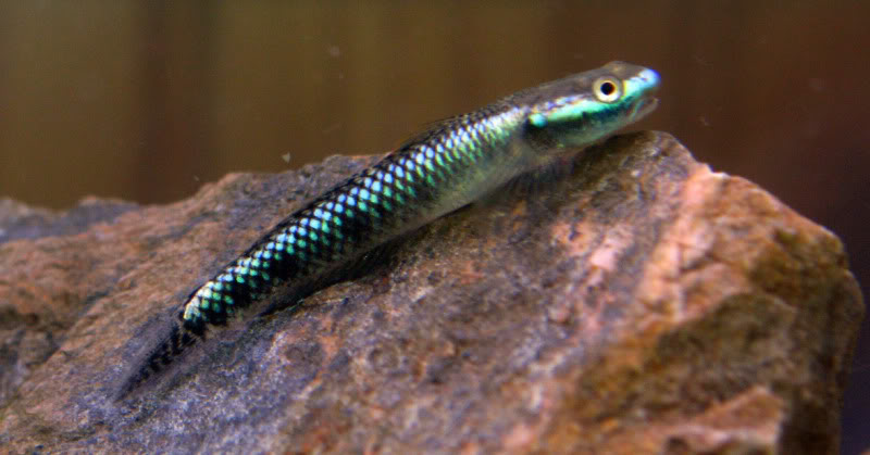 le monde des gobies d'eau douce Stiphodonatropurpureus3